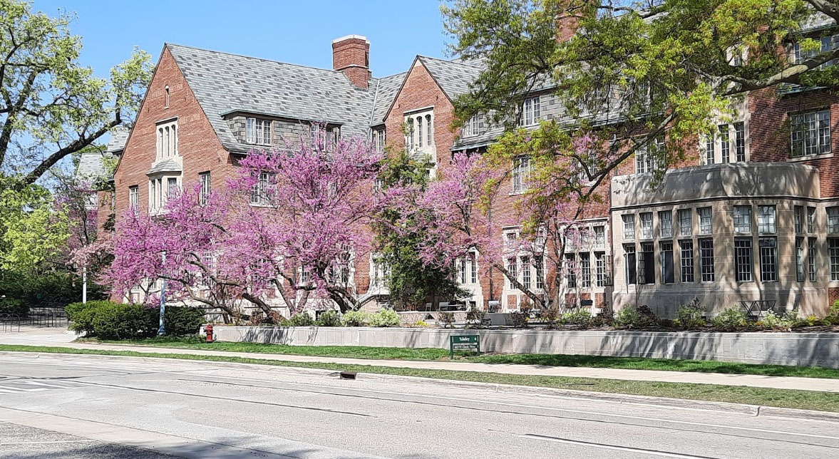 Redbud tree in front of a building.